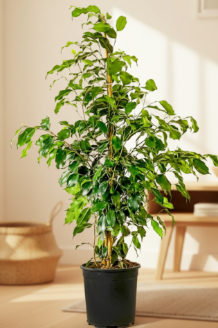 Benjamin (Ficus Benjamina Danielle)