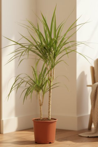 Dracaena Marginata - 2 Gövdeli