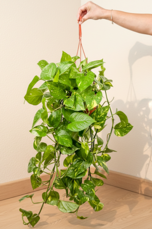 Patos Salon Sarmaşığı - (Epipremnum Aureum) Askılı Saksılı
