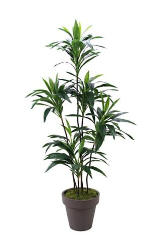 Yapay Dresena Yeşil 150cm