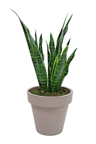 Yapay Sanseverya Pasa Kılıcı Ağacı 85cm